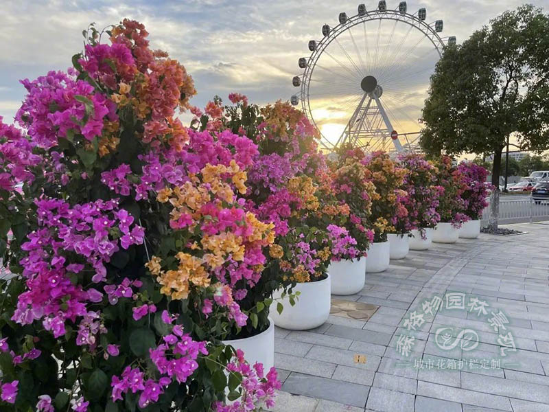 森格物花箱组合种植效果图