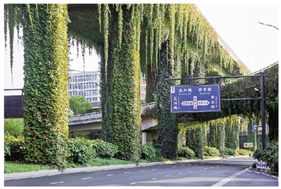 滨江高架桥立体绿化 重塑城市“第五立面”